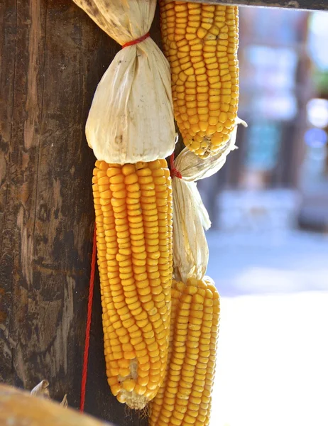 The cluster of corn — Stock Photo, Image