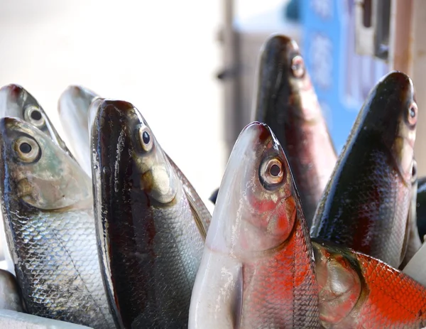 Satılık temiz milkfish