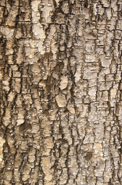 Casca de árvore desgastada com fissuras — Fotografia de Stock