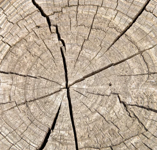 Anillos de árbol para contar la edad de un árbol — Foto de Stock