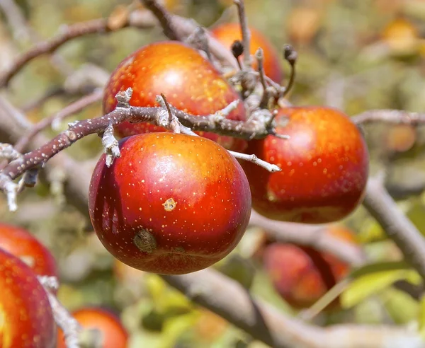 Le gros plan du pommier dans le verger — Photo