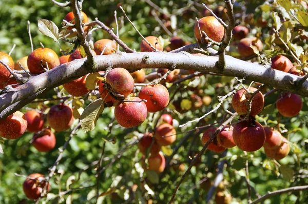 Nærbillede af æbletræ - Stock-foto