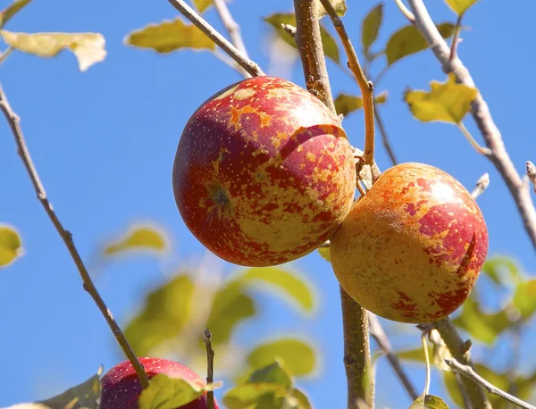 Nærbillede af æbletræ - Stock-foto