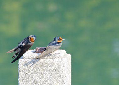Swallow Görünümü Kapat