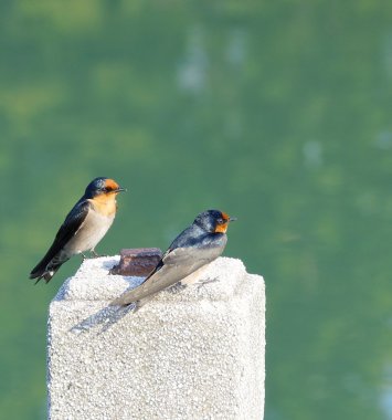 Swallow Görünümü Kapat