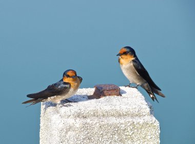 Swallow Görünümü Kapat