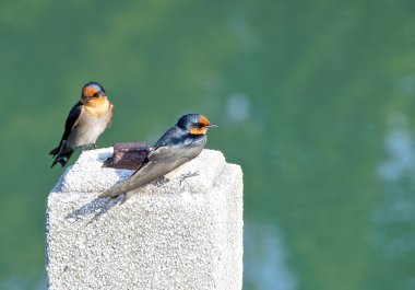 Swallow Görünümü Kapat