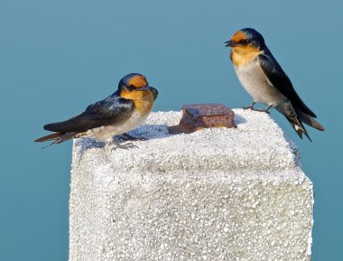 Swallow Görünümü Kapat