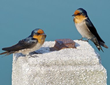 Swallow Görünümü Kapat