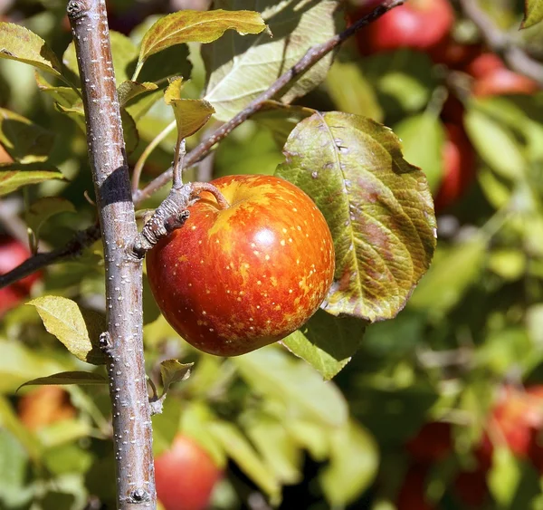 Le gros plan du pommier — Photo