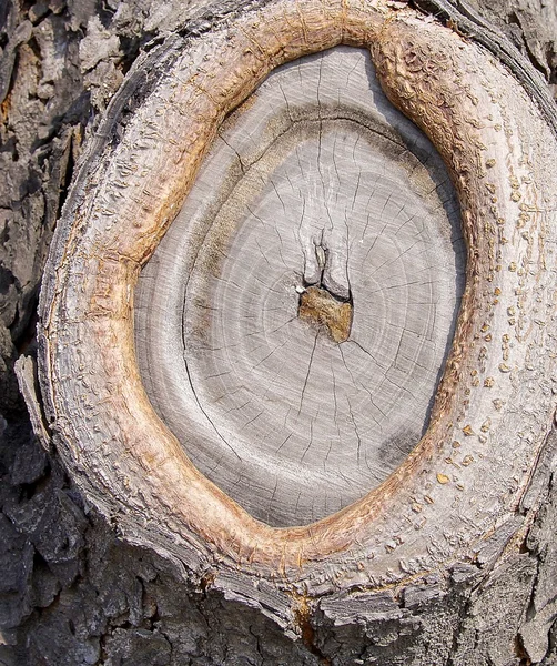 Die Nahsicht auf den aus Holz geschnittenen Stamm — Stockfoto