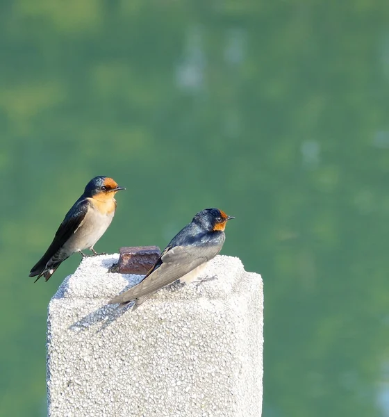 Swallow Görünümü Kapat