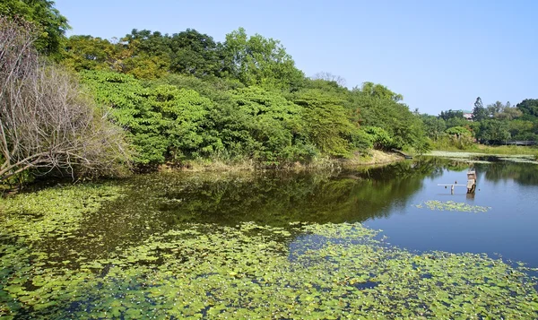 Der Feuchtgebietssumpf in der Nähe der Stadt — Stockfoto