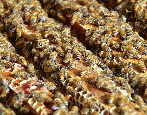 La vista de cerca de las abejas melíferas — Foto de Stock