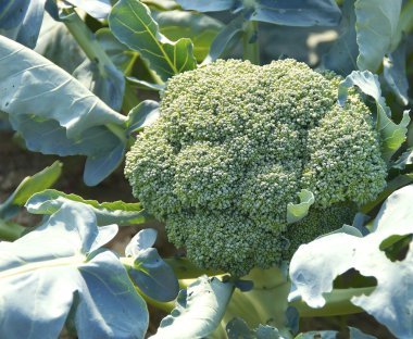 Karnabahar Garden Görünümü Kapat