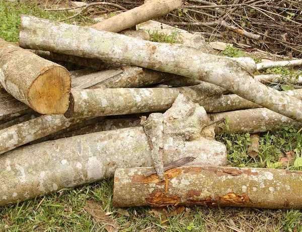 Corte troncos em um local de acampamento — Fotografia de Stock
