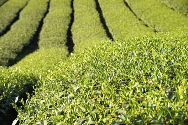 A plantação de chá na fazenda no centro de Taiwan — Fotografia de Stock