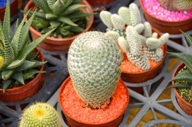 Kaktüs çeşitli potu