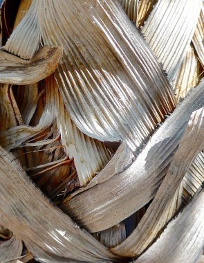 Arka plan görünümü Kapat palmiye yaprakları