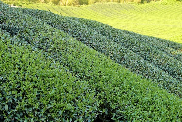 A plantação de chá na fazenda no centro de Taiwan — Fotografia de Stock