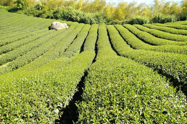 Te-plantasjen på gården i det sentrale Taiwan. – stockfoto