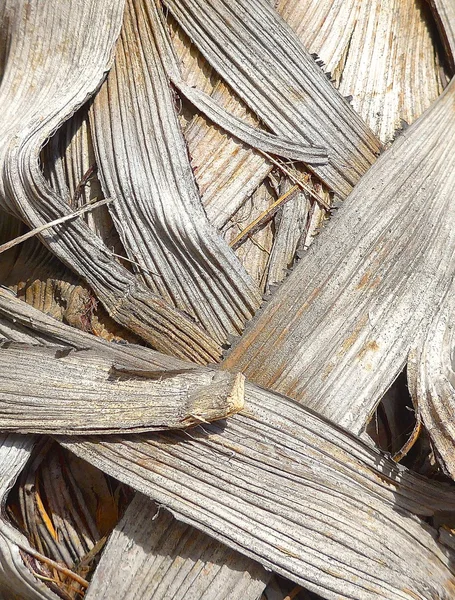 La vue rapprochée du fond des feuilles de palmier — Photo