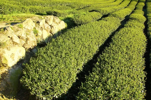 La plantation de thé à la ferme dans le centre de Taiwan — Photo