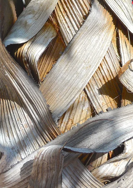 La vue rapprochée du fond des feuilles de palmier — Photo