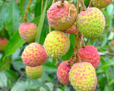 Lychee Görünümü Kapat
