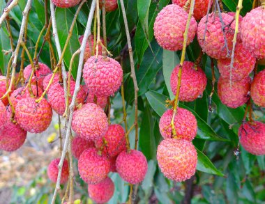 Lychee Görünümü Kapat