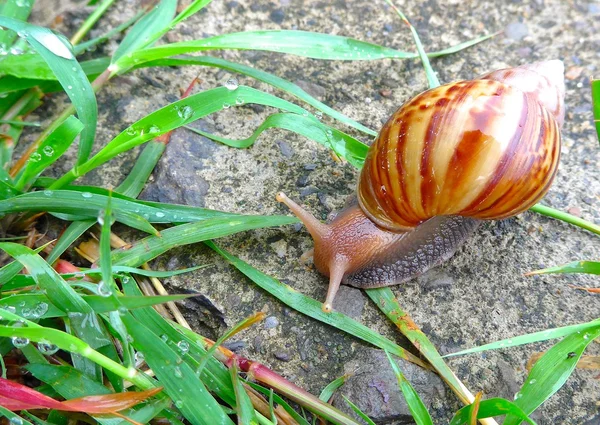 Le gros plan de l'escargot géant africain — Photo