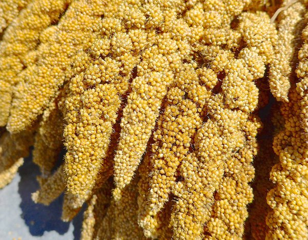 Урожай проса для аборигенов
