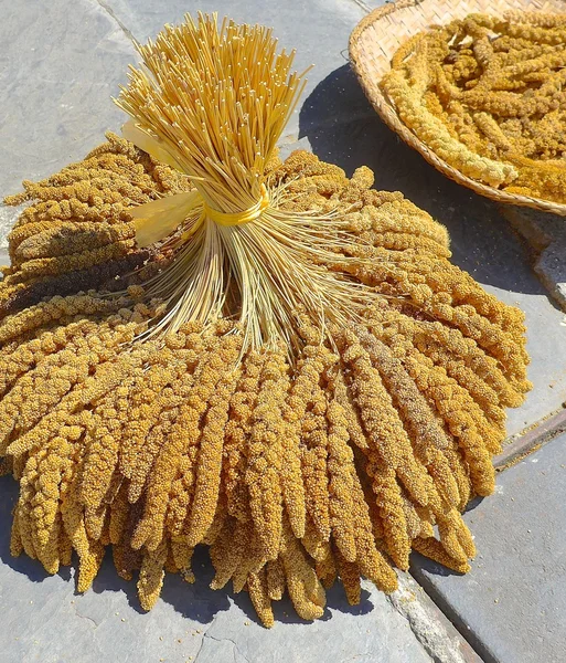 The crops of millet for aborigines — Stock Photo, Image