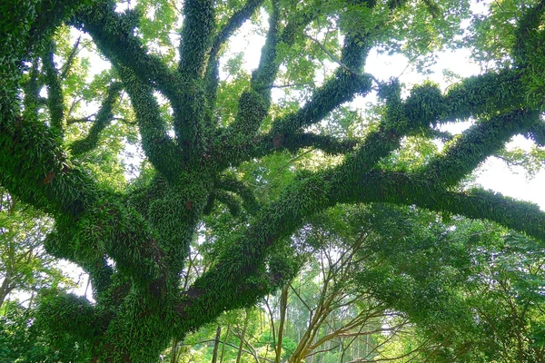 El retrato de la cubierta vegetal en un árbol — Foto de Stock