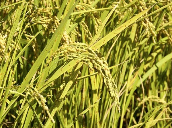 Rýžových polí je utrpení s hnědou skvrnou — Stock fotografie