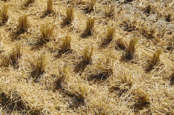A palha de arroz de um campo colhido — Fotografia de Stock