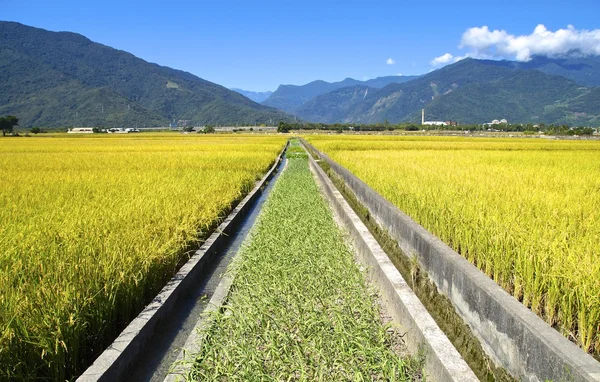 Sawah dan gunung — Stok Foto