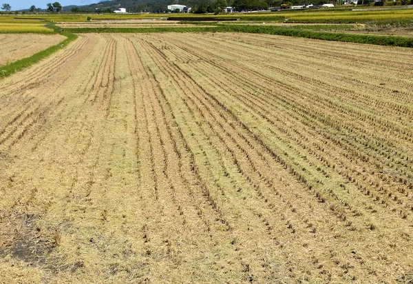 Jerami dari sawah yang dipanen — Stok Foto