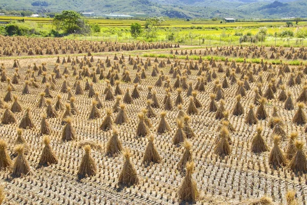 Jerami dari sawah yang dipanen — Stok Foto