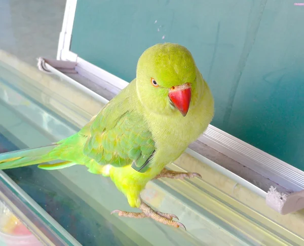 Um periquito com pescoço de anel de perto. — Fotografia de Stock