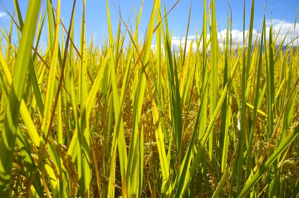 A vista próxima do campo de arroz — Fotografia de Stock