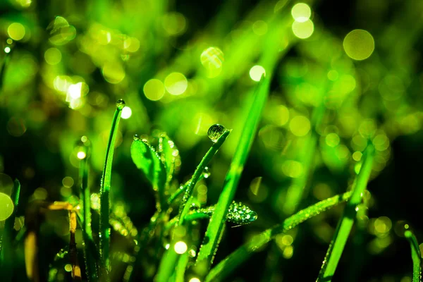 Drops Water Fall Grass Rain Sun Breaks Grass Abstract Background — Stock Photo, Image