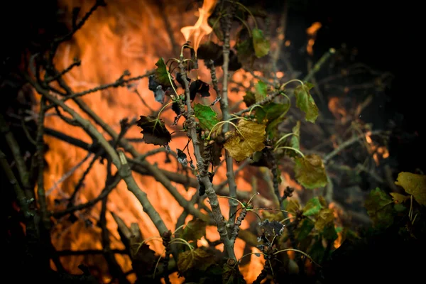 Ormanda yanan yeşil ağaçlar. Yakın plan. Doğayla ilgilen..