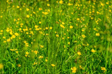 Ranunculus acris - çayır çiçeği, uzun düğün çiçeği, sıradan bir düğün çiçeği, dev bir düğün çiçeği. Fotoğraf Polonya, Avrupa 'da çekildi.