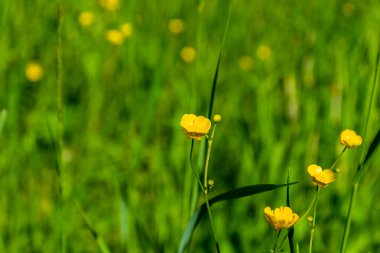 Ranunculus acris - çayır çiçeği, uzun düğün çiçeği, sıradan bir düğün çiçeği, dev bir düğün çiçeği. Fotoğraf Polonya, Avrupa 'da çekildi.