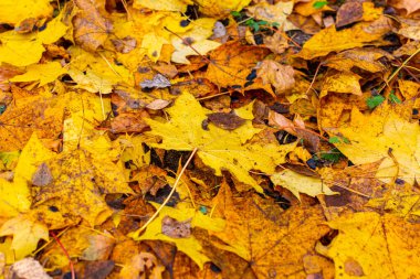 Orman zemininde renkli sonbahar yapraklarının arka planı