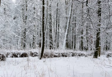 Siyah ve beyaz kış manzarası, karla kaplı kış ağaçları. Karlı bir kış günü manzarası. Tek renkli kış arkaplanı,