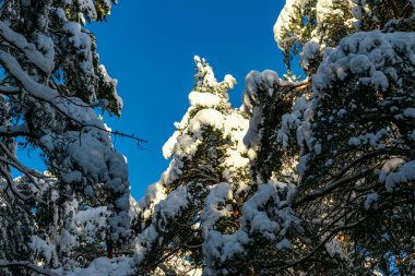 Kış Noel Çam cennet manzarası. Ormandaki yeşil ağaçlar karla kaplı, kar yağışı ve kar yağışı mavi bir gökyüzünde açık havada güneşli bir günde, mavi tonlarda..