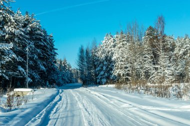 Güneşli bir günde ormanda karla kaplı bir yol