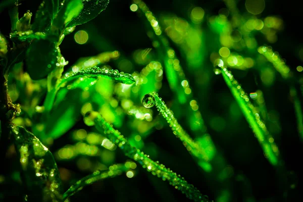 雨后一滴水滴落在草地上 太阳穿过草丛 摘要背景 植物叶子的苦水 复制错误C — 图库照片